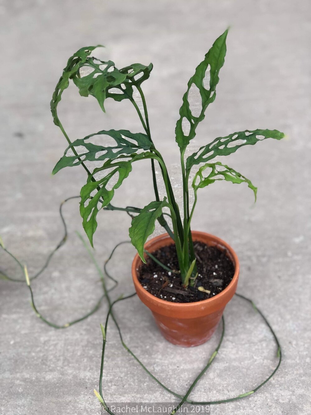 Monstera Obliqua - Do we have one? Do you?  Denver Plant Delivery