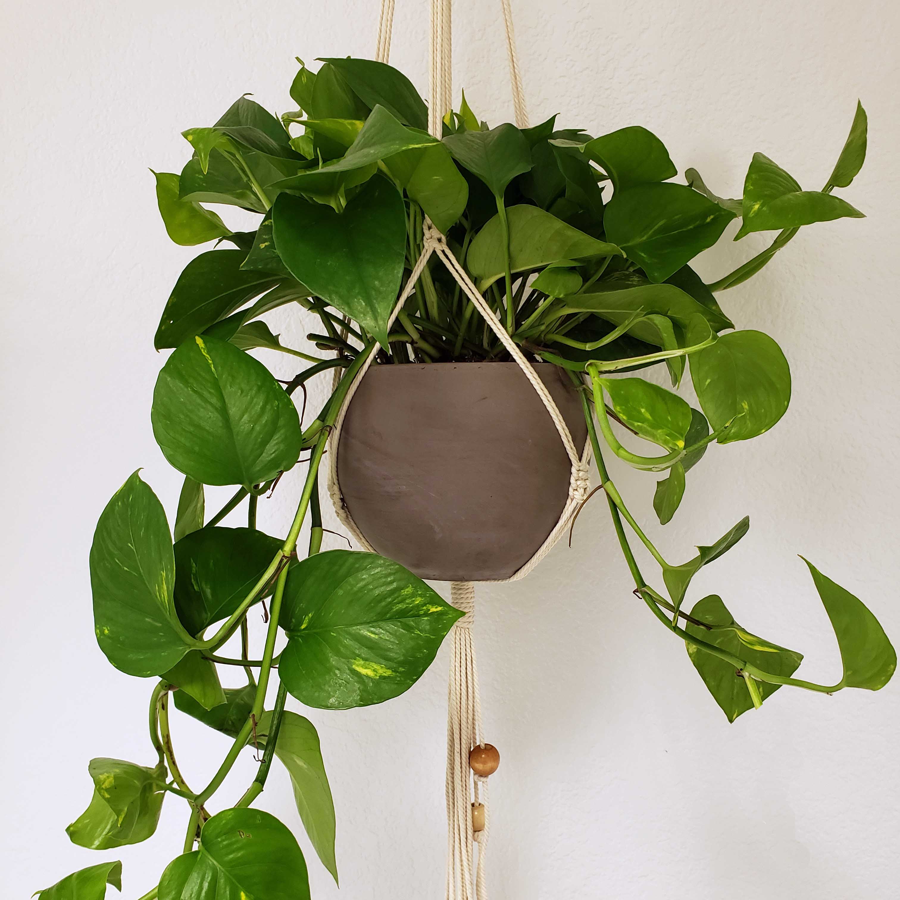 POTHOS PROPAGATION TIPS AND TRICKS  Denver Plant Delivery