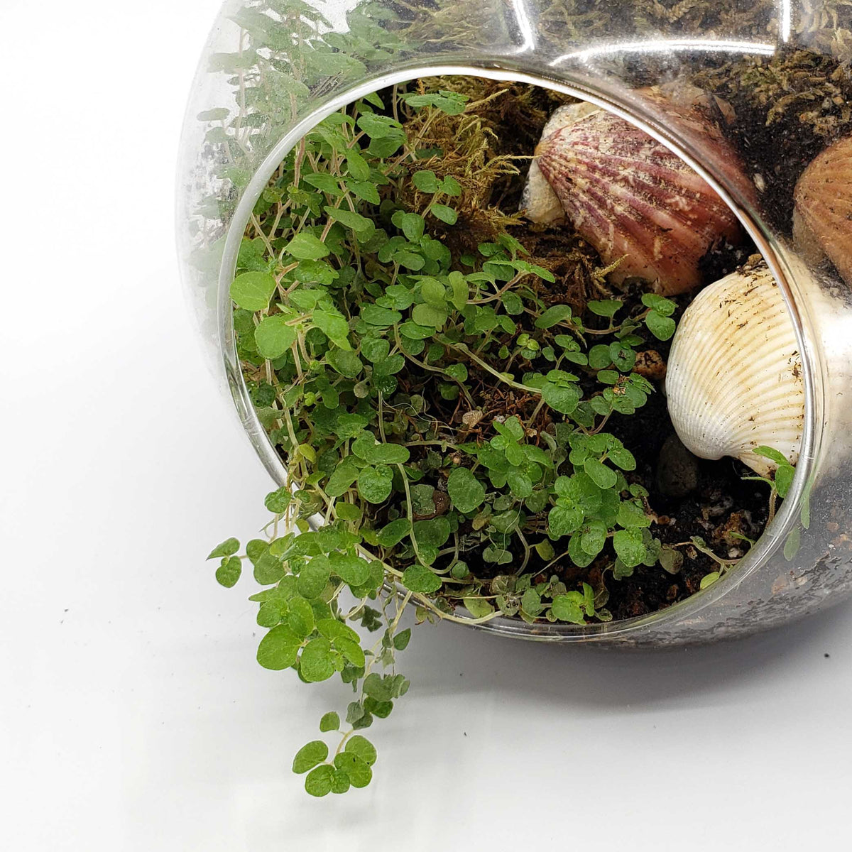 Plant art, terrariums, and fun stuff! Denver Plant Delivery