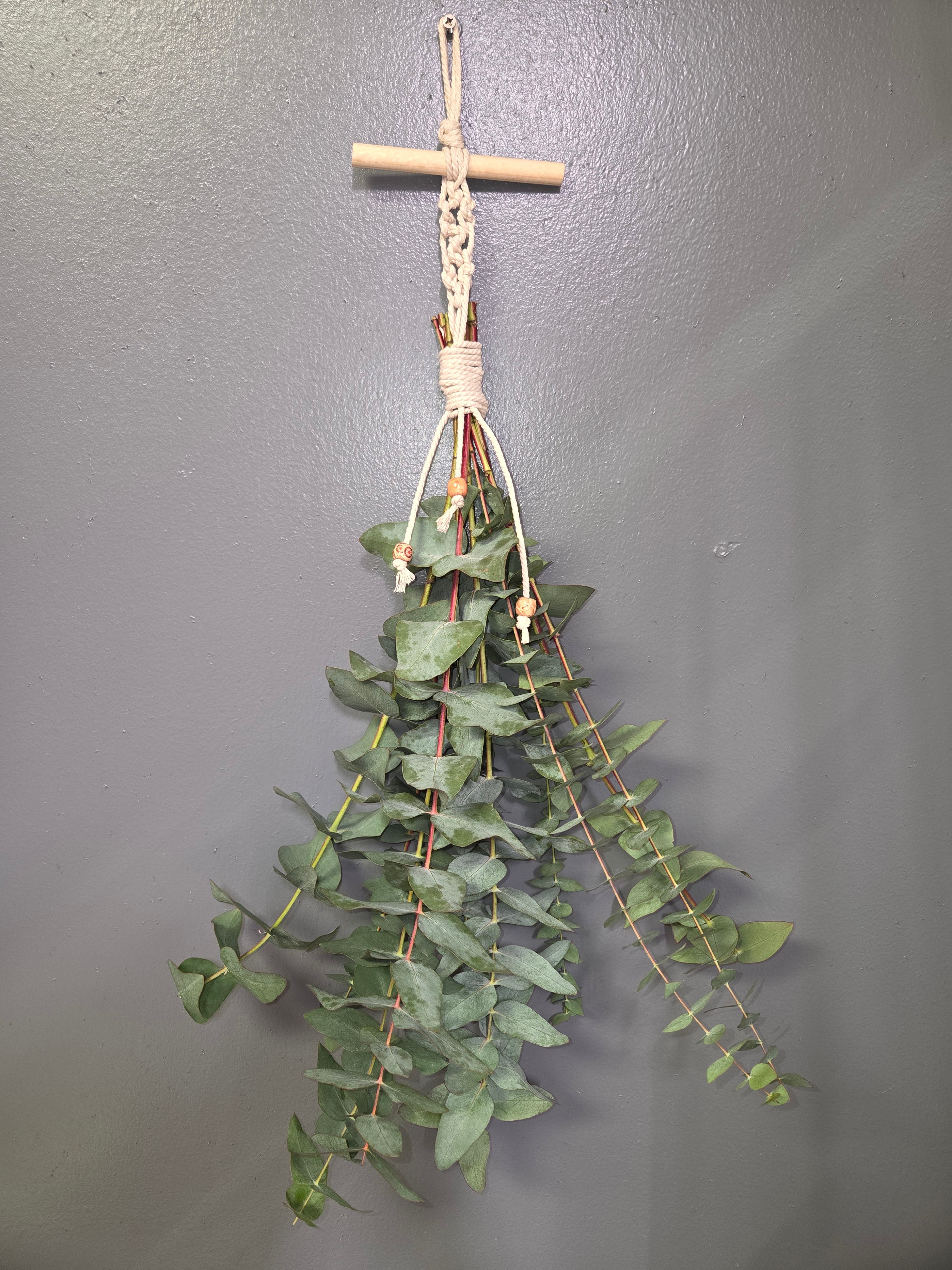 EUCALYPTUS SHOWER HANGING BUNCH – Denver Plant Delivery