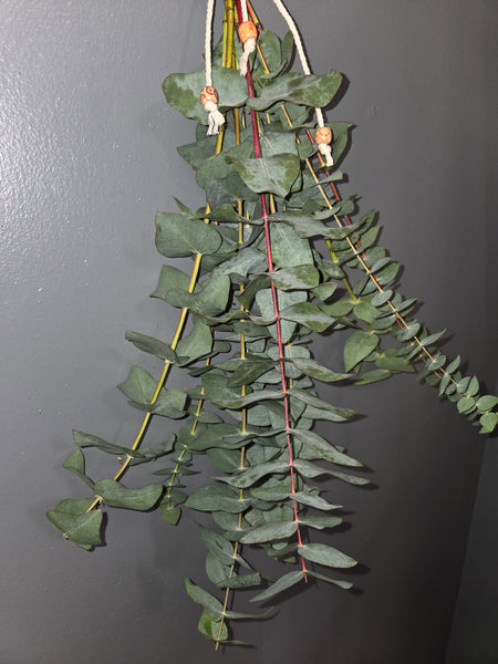 EUCALYPTUS SHOWER HANGING BUNCH