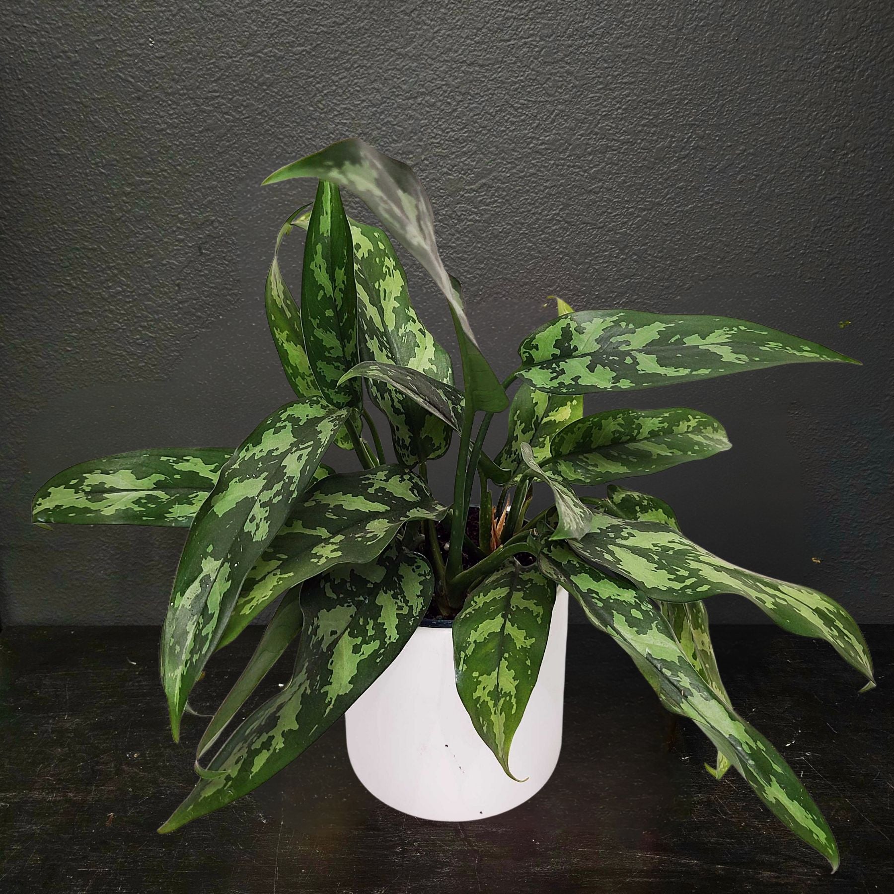 aglaonema maria em beauty MARIA - AGLAONEMA MARIA