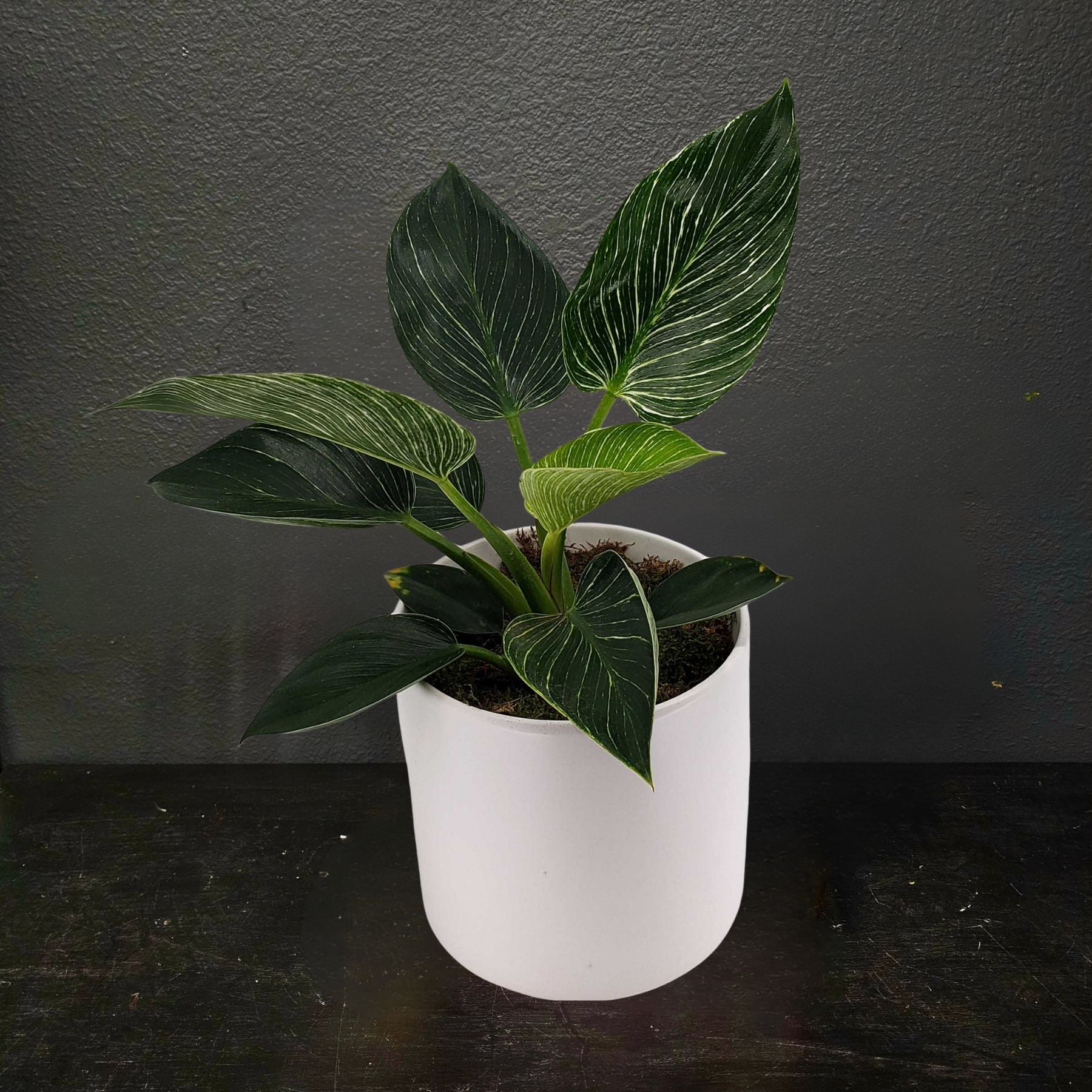 philodendron birkin big BOYD