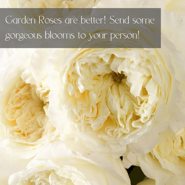 LUXURY Garden Roses for Delivery in Denver - Premium quality, long lasting.