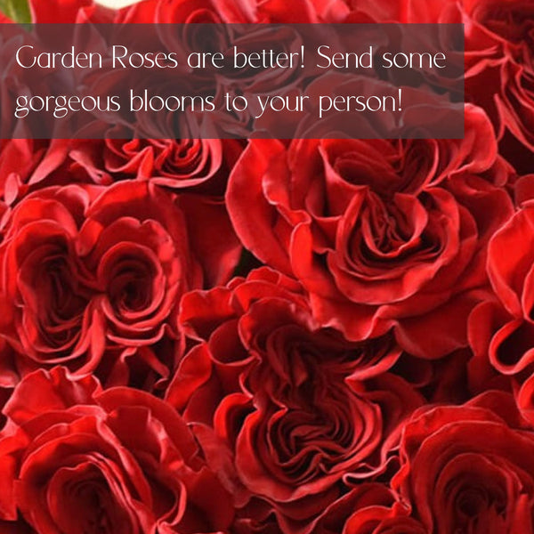 LUXURY Garden Roses for Delivery in Denver - Premium quality, long lasting.
