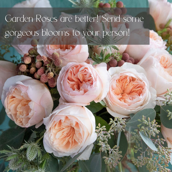 LUXURY Garden Roses for Delivery in Denver - Premium quality, long lasting.