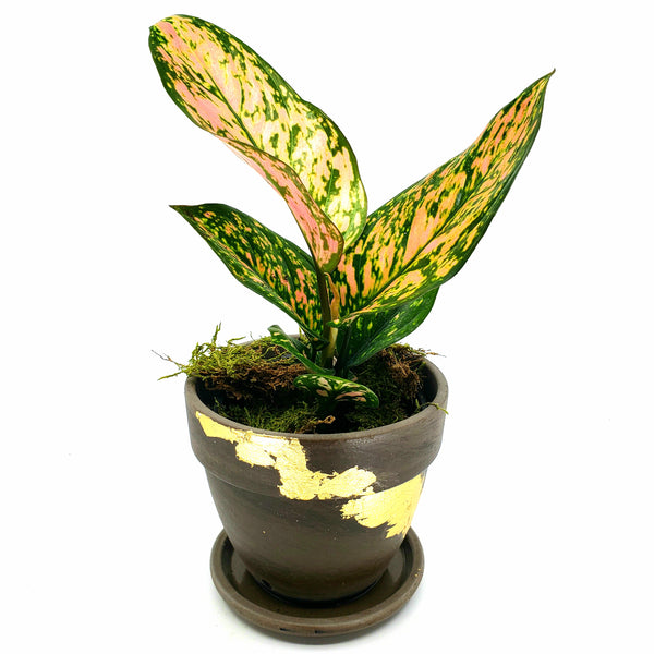 RUBY - AGALONEMA 'LADY VALENTINE'