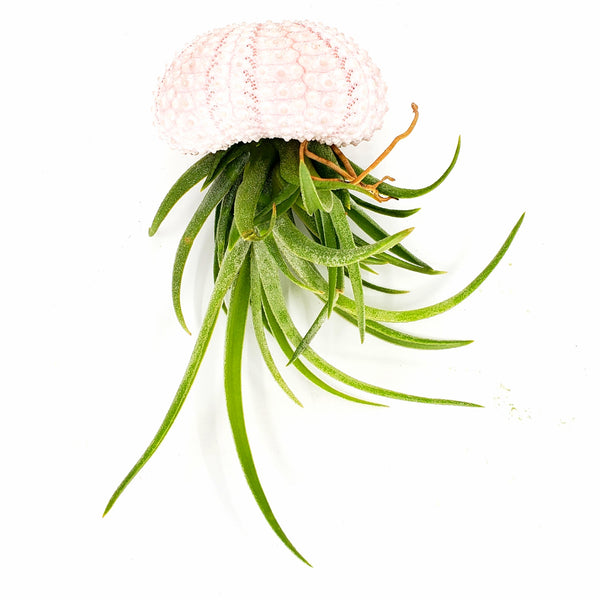 JELLY - AIRPLANT TILLANDSIA JELLYFISH