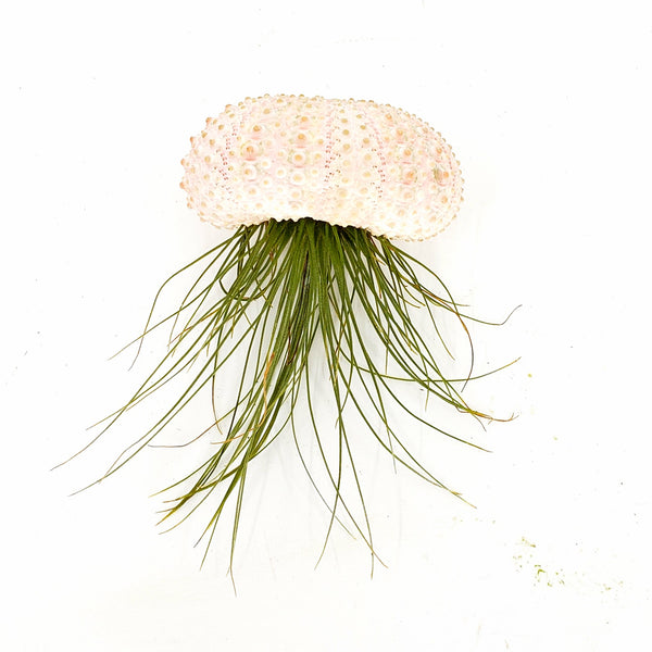 JELLY - AIRPLANT TILLANDSIA JELLYFISH
