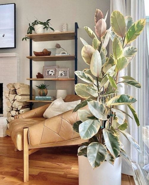 JACKSON - TINEKE RUBBER VARIEGATED FICUS