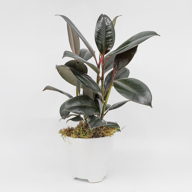 rubber tree plant burgundy OZZY - BURGUNDY RUBBER TREE