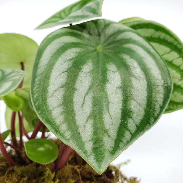 QUARTERLY STORK - ADD A PLANT EVERY QUARTER