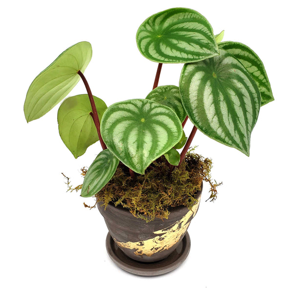 MONTHLY STORK - ADD A PLANT MONTHLY