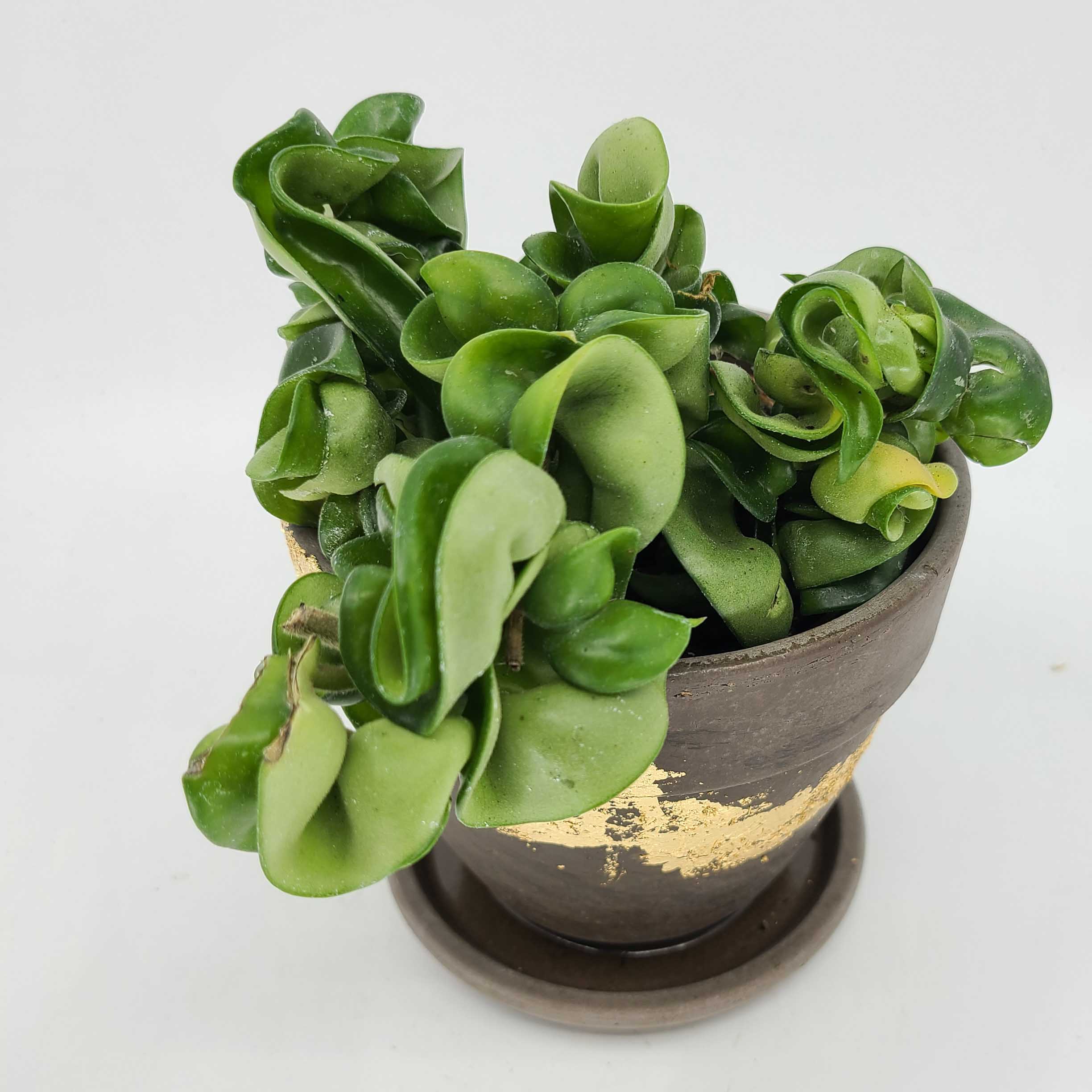 is hoya hindu rope a succulent HARMONY