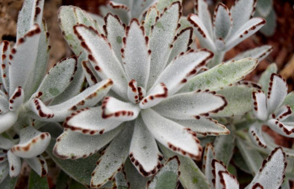 PANDA SUCCULENT KALANCHOE TOMENTOSA