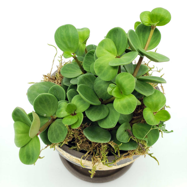 pepperomia hope, acorn pepperomia care