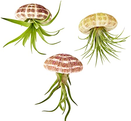 air jelly plant JELLY