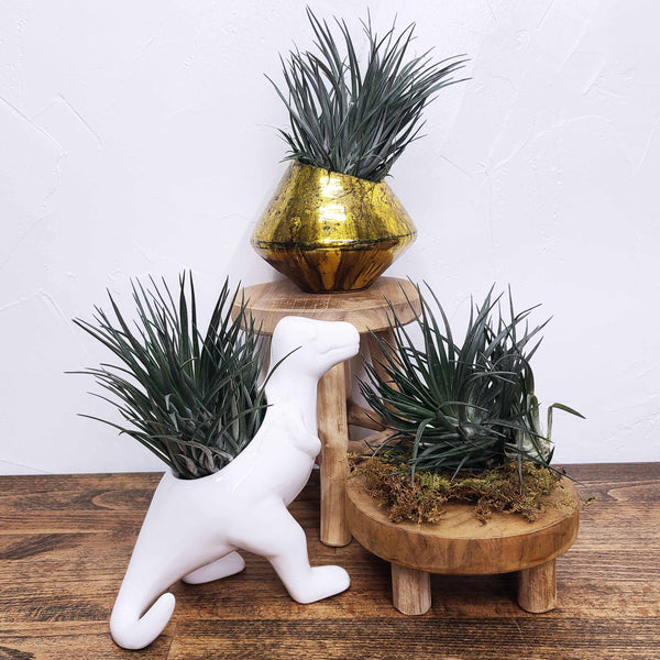 AIR PLANT - TILLANDSIA