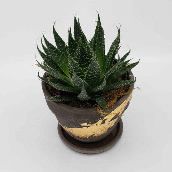 aloe aristata, delivery aloe plant denver