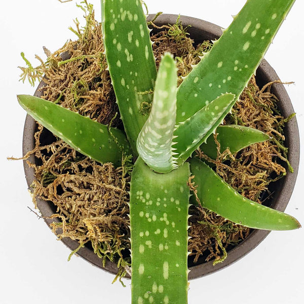 JACK - ALOE VERA PLANT