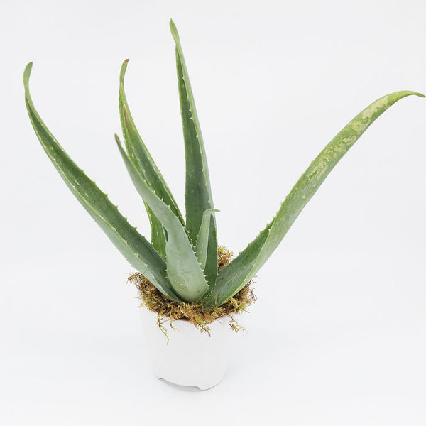 JACK - ALOE VERA PLANT