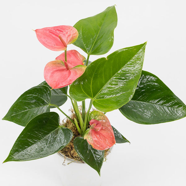 ADAM - FLOWERING ANTHURIUM