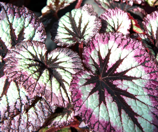 REX  - REX BEGONIA