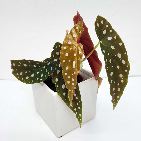 begonia maculata, angel wing begonia