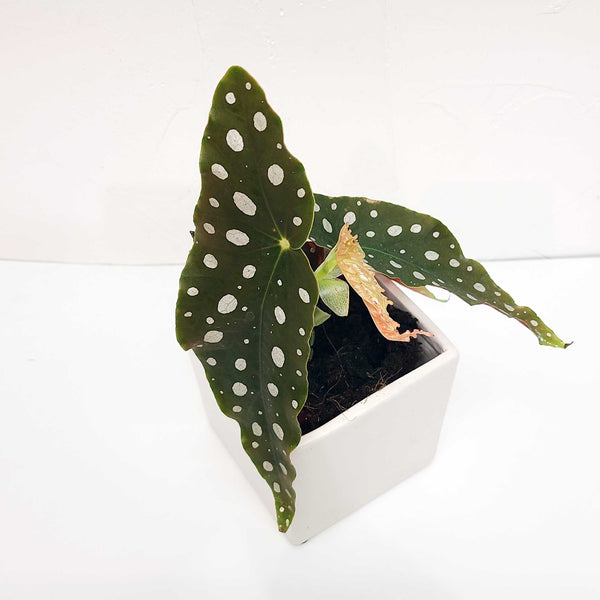 begonia maculata, angel wing begonia