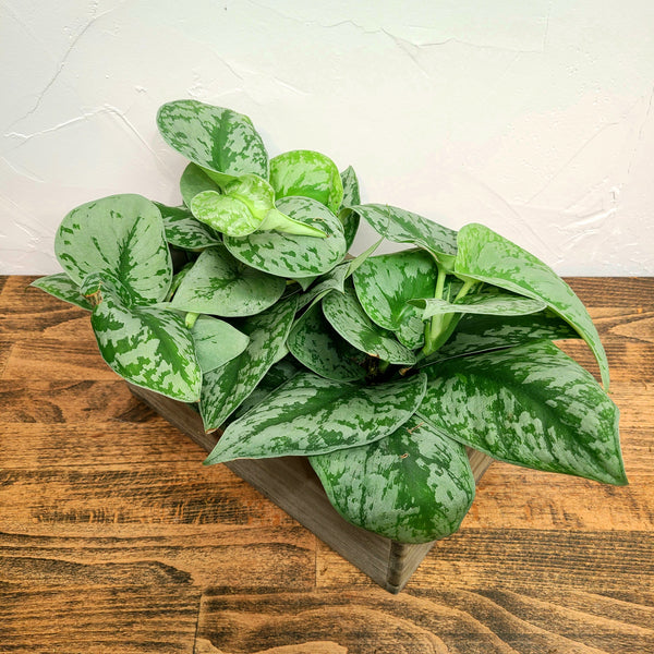 best centerpiece delivery denver thanksgiving