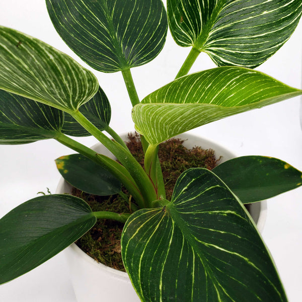 where to get philodendron birkin in denver