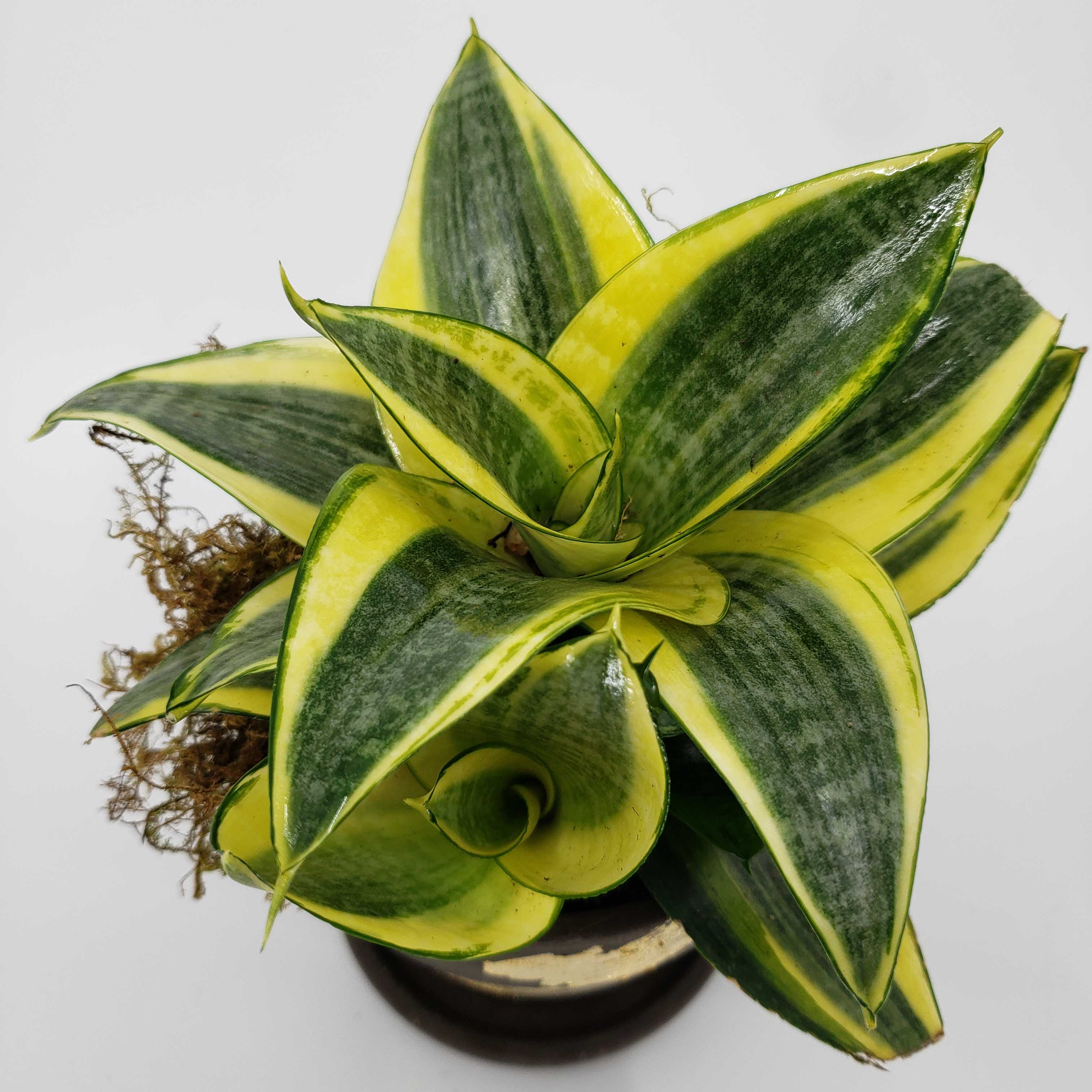 VIRGINIA - BLACK STAR DWARF SNAKE PLANT SANSEVIERIA – Denver Plant
