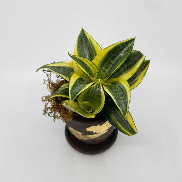 VIRGINIA - BLACK STAR DWARF SNAKE PLANT SANSEVIERIA
