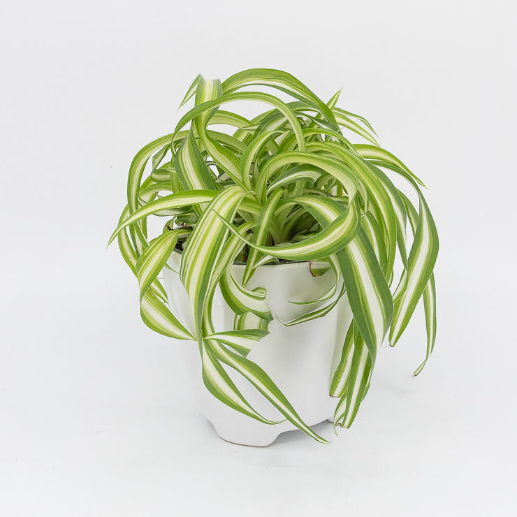 curling spider plant BONNIE