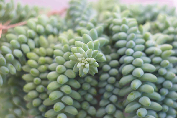 donkey tail, burros tail, succulent delivery denver