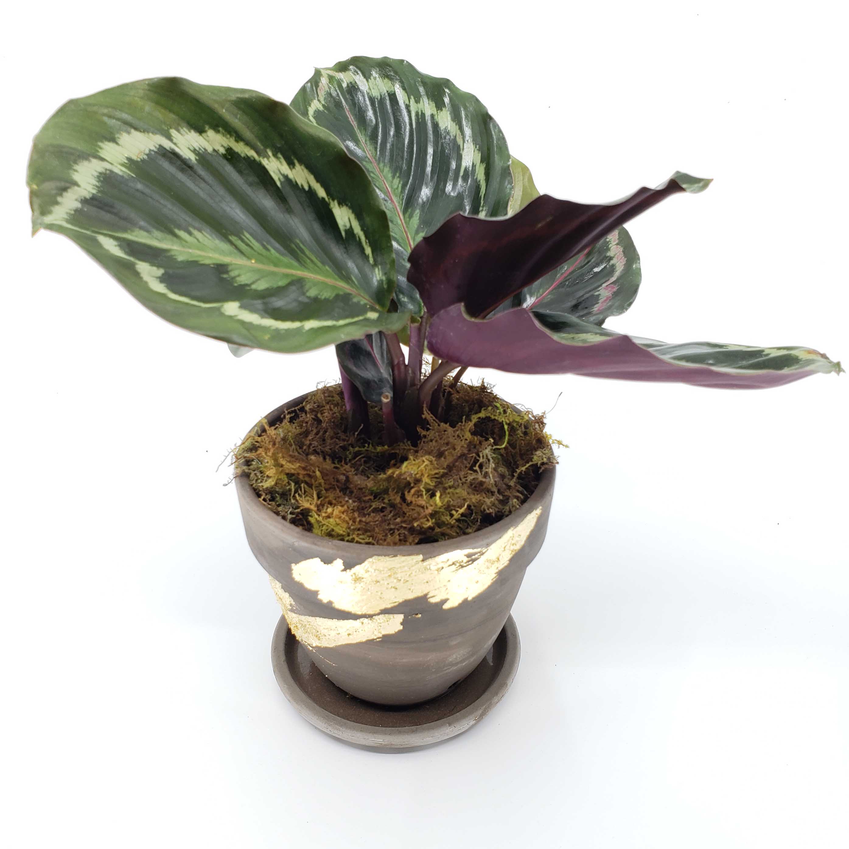 calathea medallion prayer plant GRACE - PRAYER PLANT