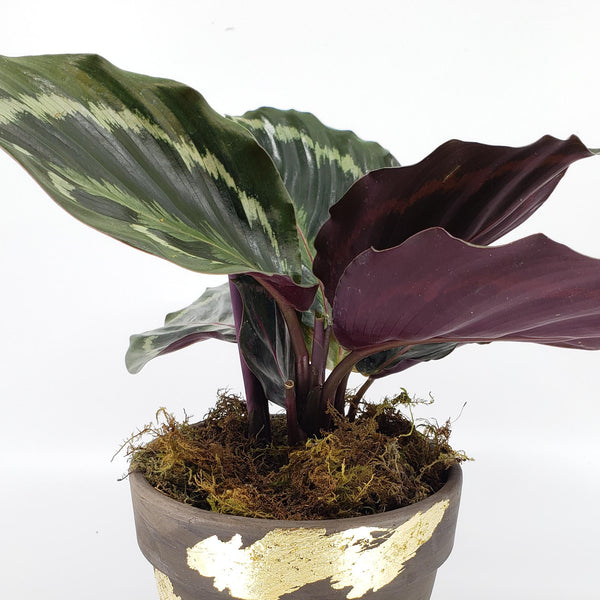 GRACE - PRAYER PLANT - CALATHEA MEDALLION