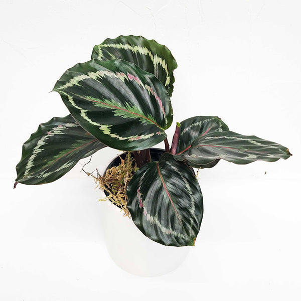 calathea roseopicta