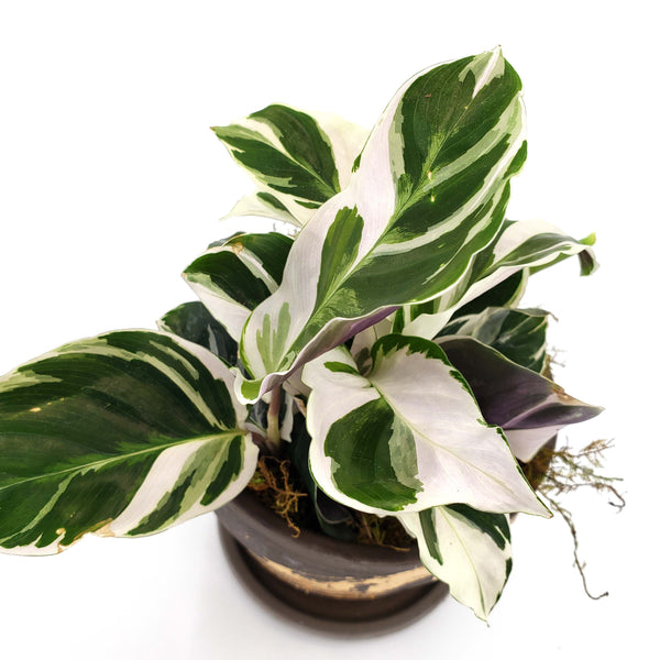 white fusion calathea, white prayer plant, denver plant delivery 