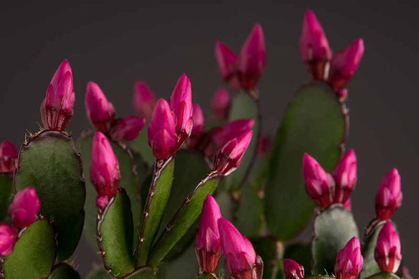 DAVID - CHRISTMAS/THANKSGIVING/ SPRING/EASTERHOLIDAY CACTUS