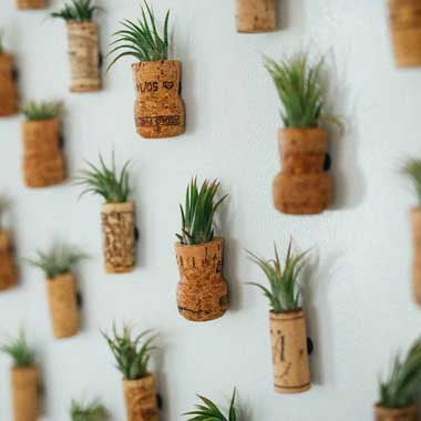 AIR PLANT WEDDING FAVORS