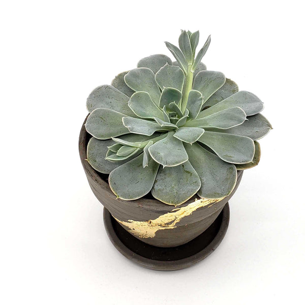 echeveria succulent delivery denver