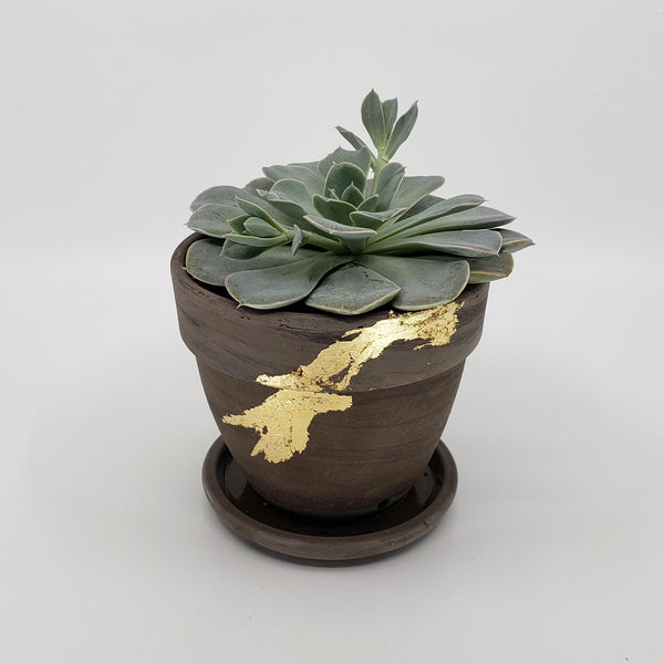 echeveria succulent delivery denver