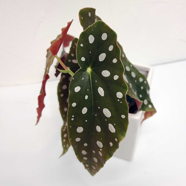 begonia maculata, angel wing begonia