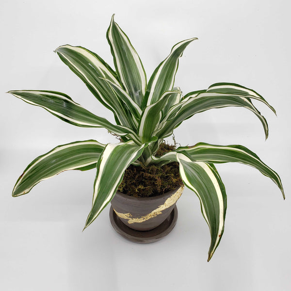Dracaena white bird tips warneckii, denver plant delivery