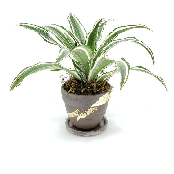 Dracaena white bird tips warneckii, denver plant delivery