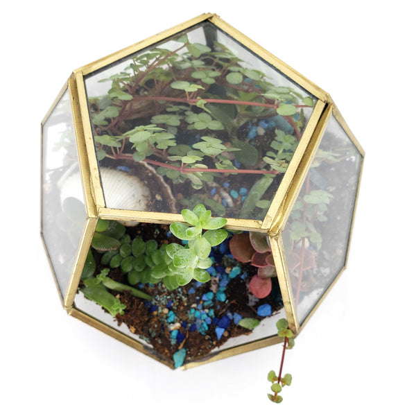 GIOVANNI - GEOMETRIC TERRARIUM
