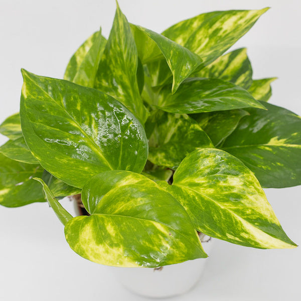 FELIX - GOLDEN POTHOS (Epipremnum aureum)
