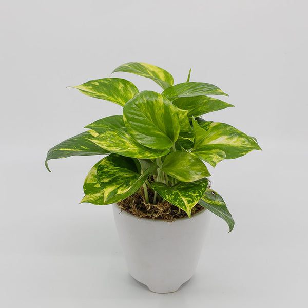 FELIX - GOLDEN POTHOS (Epipremnum aureum)