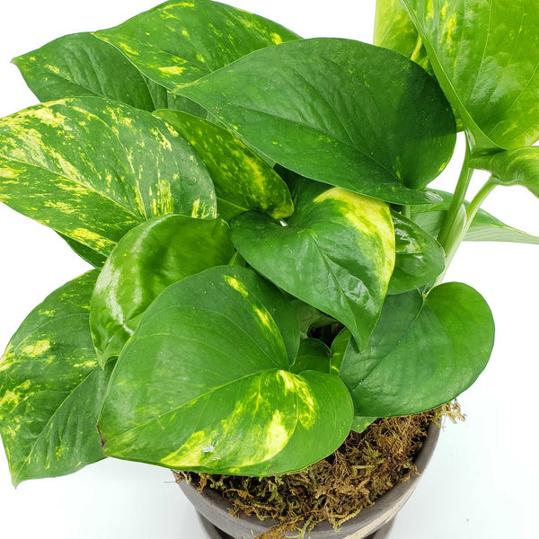 QUARTERLY STORK - ADD A PLANT EVERY QUARTER